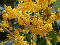 金桂花图1