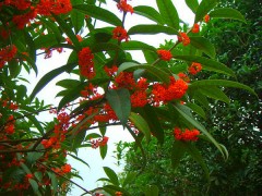 供应大量的桂花图1