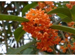 供应大量的桂花图2