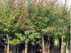 大量供应果树苗、 李子苗、绿化苗、图3