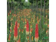 大量供应火炬花图1
