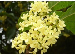 桂花，量大从优图1
