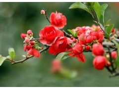 供应大量的海棠花图1