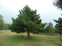 大量供应油松图1