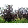 紫叶稠李1.5米定植苗