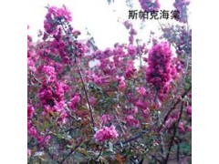 大量斯帕克海棠，量大从优图1