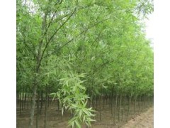 速生柳，量大从优图1