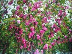 供应大量的香花槐图1