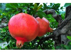 供应石榴，量大从优图1