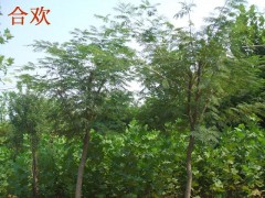合欢_合欢价格_合欢图片图1