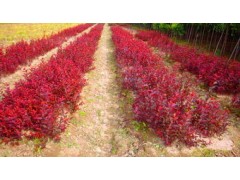 丛生密植红叶李（冠幅o.8-1.0).图1