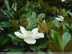 广玉兰图1