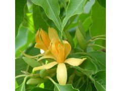 供应各种颜色的玉兰花图3