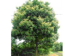 大量供应香樟图1