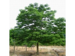 供应大量的重阳木图1