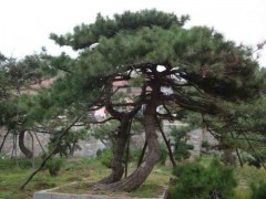 大量供应黑松图1