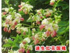 红花国槐图2