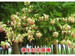 红花国槐图3