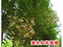 红花国槐图2