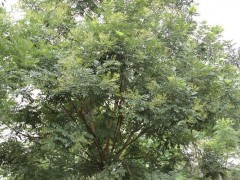 本公司总经理2011年度被评为“全国十大苗木经纪人”，先后被菏泽市林业局推选为菏泽市苗木协会副会长，2012年被评为菏泽市十强苗圃、菏泽市十大苗木经纪人，2013年成为山东省林木种苗协会的理事成员等等。我公司自创办以来，始终恪守诚信服务的理念，坚持“以诚取信，以信立誉”的原则，把诚信经营作为立业之道，兴业之本。