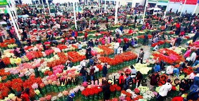 温江建立中国唯一花木类商品交易所-成都花木交易所
