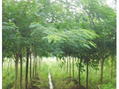 5-20公分合欢,山东哪里最多图1