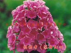 福禄考（深粉红心）图1