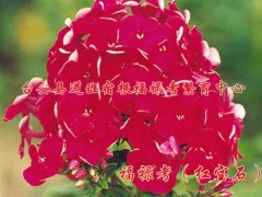 宿根福禄考（红宝石）图1