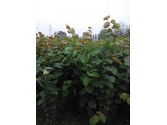 巨紫荆小苗价格，巨紫荆小苗价格更新，巨紫荆小苗报价参考图1