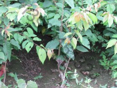 重瓣大花抗寒樱花 樱花小苗 樱花绿化苗 红叶樱花苗销售图2