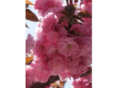 红叶樱花哪里便宜？红叶樱花哪里最好？图1