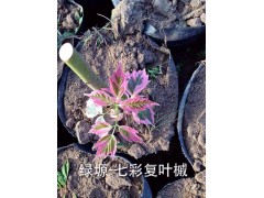 七彩复叶槭图1