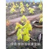 普利斯顿黄金枫