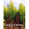 金叶复叶槭