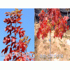 红叶复叶槭