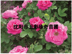 冷香玫瑰图1
