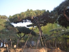 景松图1