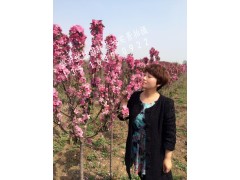 世标园林舞美人海棠，山东报价图2