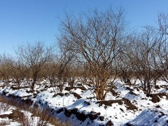 供应忍冬，忍冬价格，辽宁忍冬基地_辽宁沈阳华城园林图1
