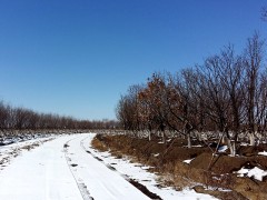 供应枫树和蒙古栎，蒙古栎价格_辽宁沈阳华城园林图1