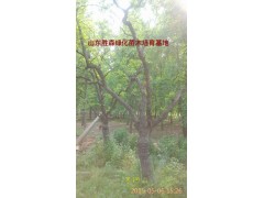 枣树图1