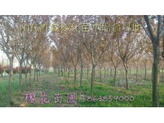樱花图1