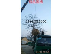 银杏图1