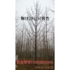 胸径2公分银杏