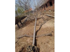 合欢图1