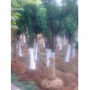 香泡移植苗