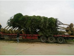 湖南大量供应桂花，桂花树价格优惠图2