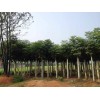 12-20公分移栽栾树