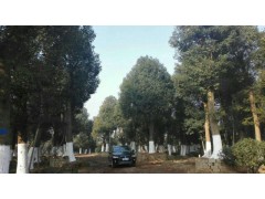 供应香樟，香樟大树，湖南益阳香樟树种植基地图1