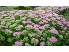 粉花八宝景天图1